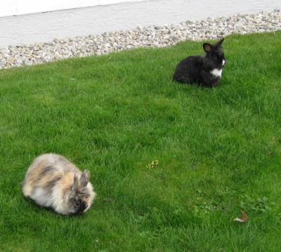 Oskar passt auf und Sarah grast_0218.jpg