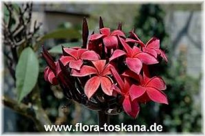 plumeria_rubra_rot_4_-_041005_jpg.jpg