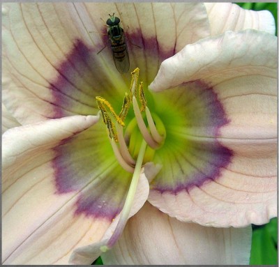 daylily4.jpg