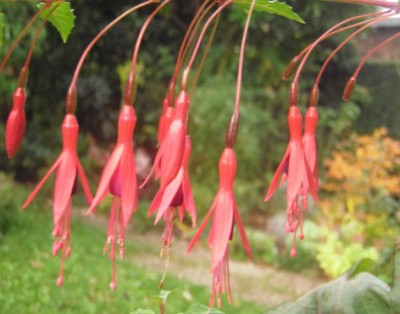 Fuchsia magellanica.jpg