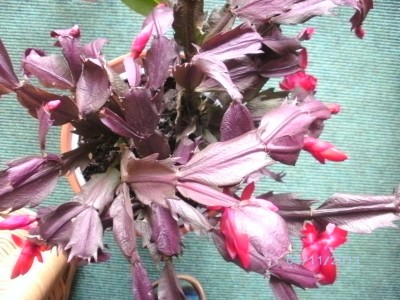 Schlumbi - krank.JPG