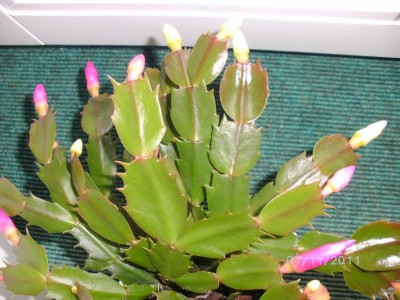 Schlumbergera - gemischt.JPG