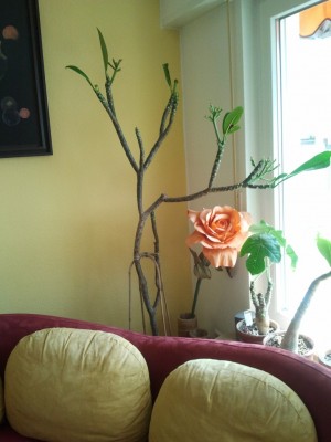 2011-03-29 12.44.02-s.jpg