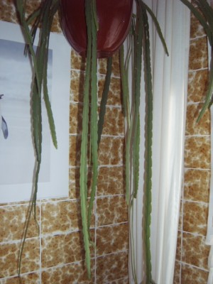 Rhipsalis 002.jpg