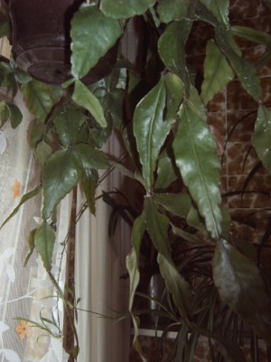 Rhipsalis 001.jpg