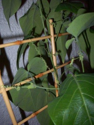 100_4224.JPG