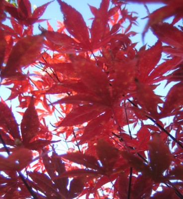 Bild green24 737.jpg