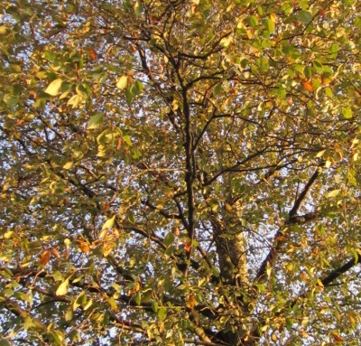 Bild green24 610.jpg