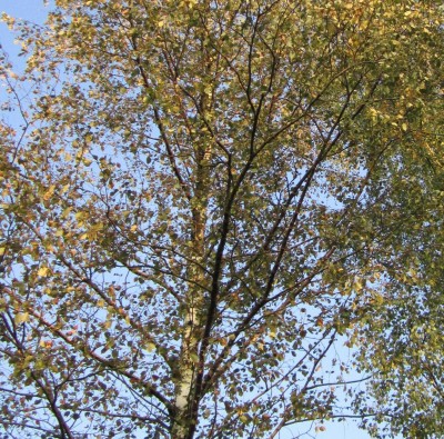 Bild green24 612.jpg