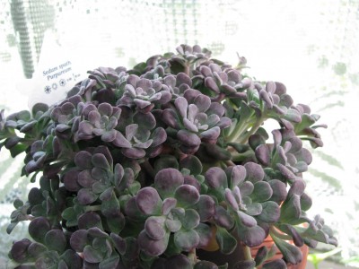 Sedum spath.jpg