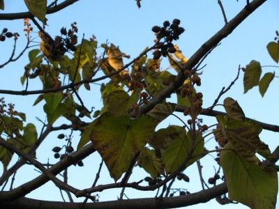 Unbekannter Baum Blätter.jpg