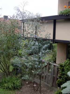 19.08.07 Eukalyptus gunni.JPG
