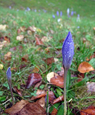 HerbstKrokus_0161.jpg