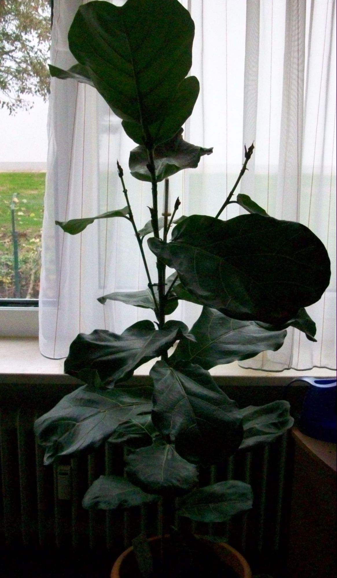 Ficus lyrata lsst die Bltter hngen  Pflanzenkrankheiten & Schdlinge   GREEN24 Pflanzen & Garten Forum