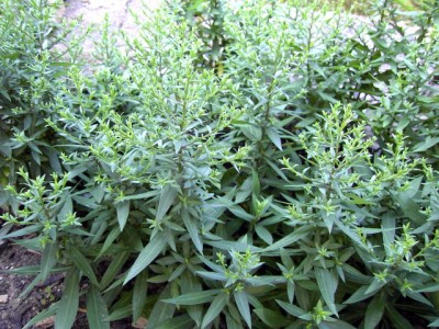 Berg-Aster - Aster amellus..JPG