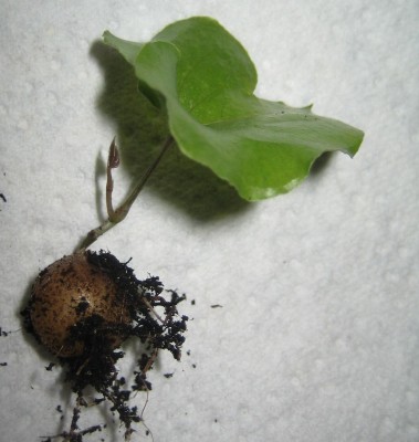 Bild green24 758.jpg