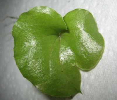 Bild green24 759.jpg