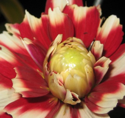 Bild green24 768.jpg