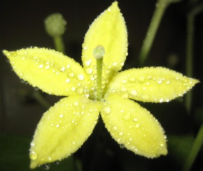 Bild green24 763.jpg