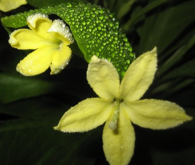 Bild green24 764.jpg