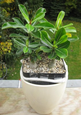 Wüstis  Viererpack am 30.10.2011.JPG