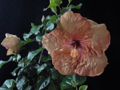 Tylene x Lilly Torbert 02-11-2011.JPG