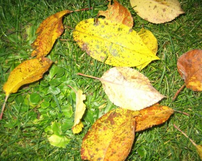 Bild green24 767.jpg