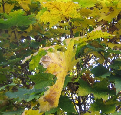 Bild green24 769.jpg