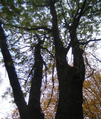 Bild green24 772.jpg