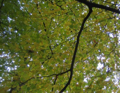 Bild green24 773.jpg