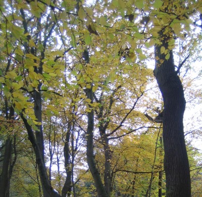 Bild green24 774.jpg