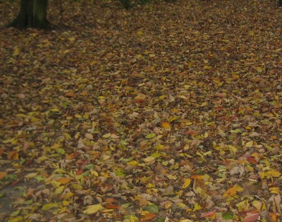 Bild green24 775.jpg