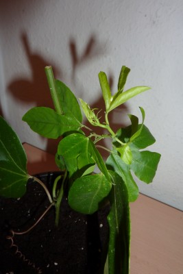 P1020014.JPG