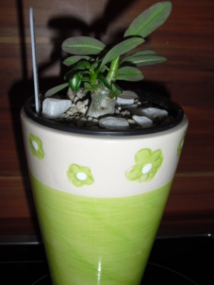 Neu Wüsti Blattlos 004.JPG