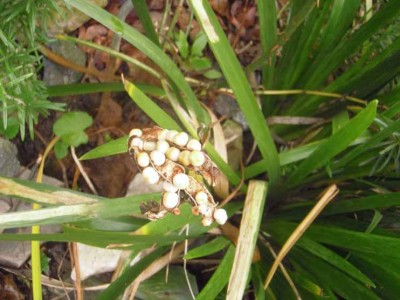 Iris foetidissima var. citrina fructo-alba.jpg
