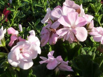 20111030 241 - Kopie (640x480).jpg