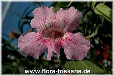 podranea_ricasoliana_-_290906.jpg