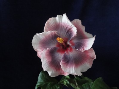 Tahitian Midnight Magic 03-11-2011.JPG