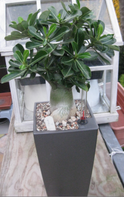 Wüsti am 03. Nov.11.PNG