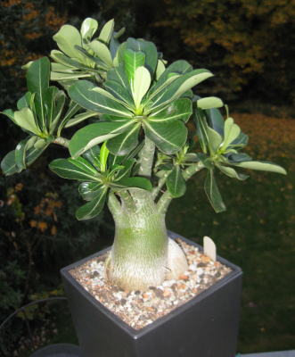 Wüsti BeautyCoud 03. Nov..PNG