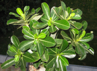 Wüsti BC am 03.11.2011.PNG