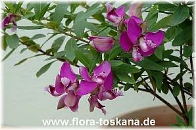 polygala_myrtifolia_bluete_1_-_170406.jpg