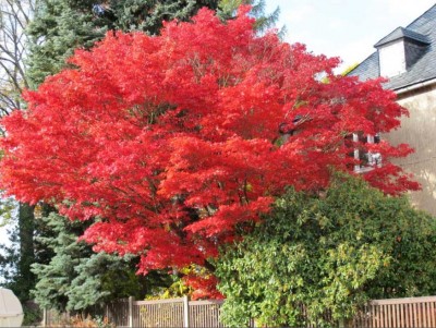 Puzzle Herbst.jpg