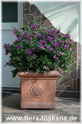polygala_myrtifolia_19_-_150407.jpg