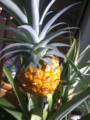 Ananas 030.jpg