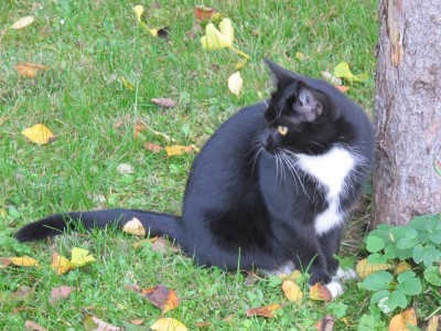 unsere Katze.JPG