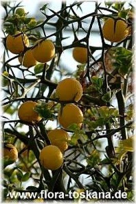 poncirus_trifoliata_3_-_091006.jpg