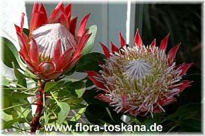 protea_cynaroides_10_-_200307.jpg