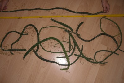 CIMG0376.JPG