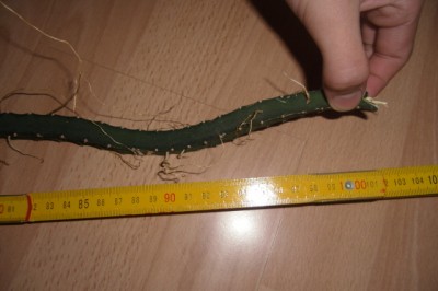 CIMG0375.JPG